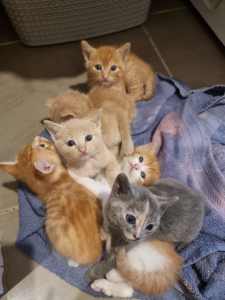 Gorgeous kittens domestic x turkish angora