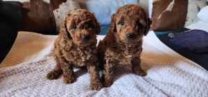 2x PURE female red toy poodle puppies