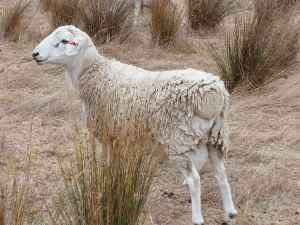Aussie white and dorper sheep both available