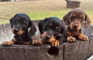 Mini Dachshund Puppies 