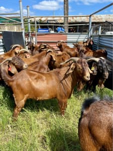 Kalahari Red Boer Buck Goats for Sale