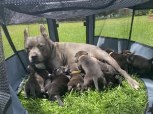 Staffy X Puppies For Sale