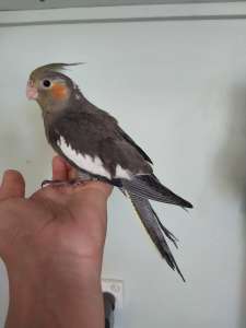 Hand raised baby cockatiels and parrotlet
