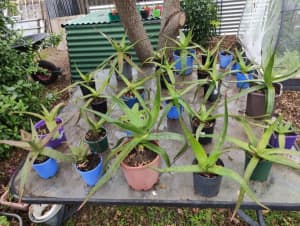 Aloe vera plant $5 to $15 each
