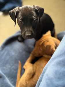 Staffy puppy - Staffordshire Bull Terrier puppy - Male