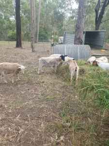 Dorpers in lamb for sale