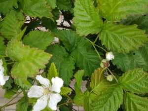 Boysenberry plants free lots available. good time to replant