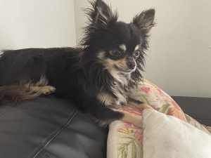 Chihuahua male ( limited registered)