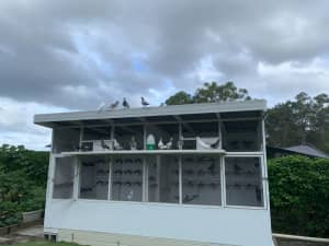Racing/Homing Pigeons