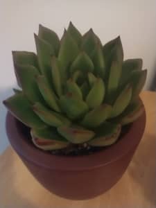 Echeveria Agavoides green with chicks