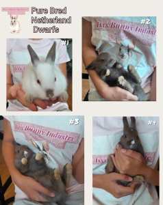 Pure Bred Netherland Dwarf Rabbits 