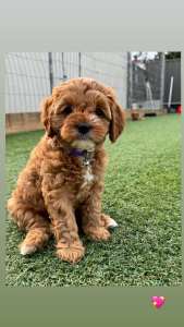 2 Cavoodle Puppies (Girls) 