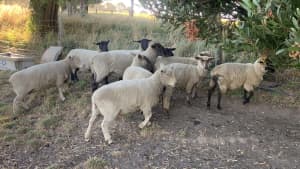 Ewe lambs for sale - Southdown & Black-headed Suffolk