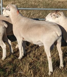 Wiltipoll Sheep, Quality Flock Rams, 2022 (red)