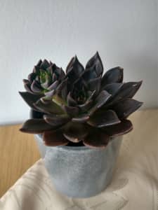 Echeveria Black Prince with emerging flower in a grey ceramic pot 