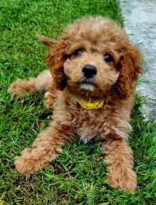 Gorgeous Male Toy Cavoodle Puppy
