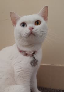 Purebred British Shorthair cat
