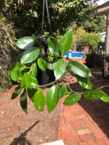 Young heathy Hoya Carnosa in hanging pot, healthy root system