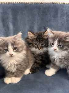 Female kittens Domestic Long hair