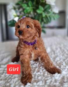 One girl Ready NOW🐶First generation Toy Cavoodle puppies -DNA cleared