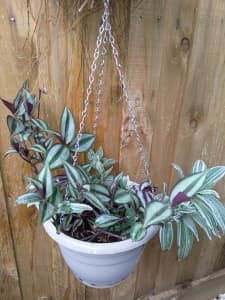Tradescantia Zebrina plant in pot