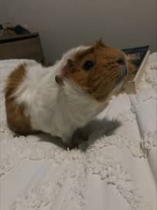Beautiful Abyssinian Guinea pig for sale, Cage, food and accesories