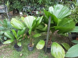 Vanuatu (Licuala grandis) fan palms