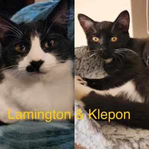 Lamington & Klepon - Perth Animal Rescue Inc vet work cat/kitten