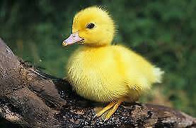Ducklings - Pekins & Anconas So Cute & Adorable!