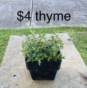 $4 thyme