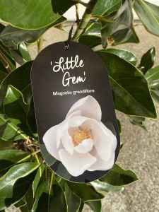Magnolia Grandiflora “Little Gem” 🪴