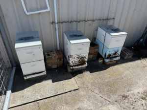 bee hives active