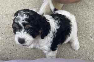 Adorable Cavoodle Puppy F2, Mackay QLD - Only 1 girl left!