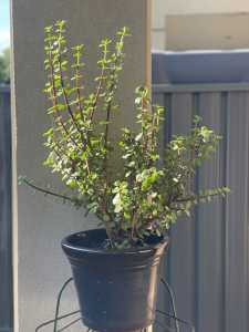 Money Tree Plant (Portulacaria afra) in Glazed Pot