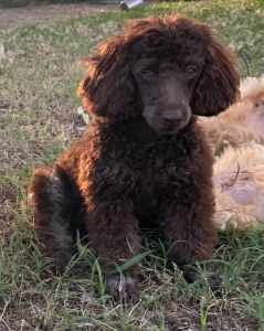Beautiful Older toy poodle pups