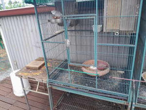 Bird cage including 6 budgies