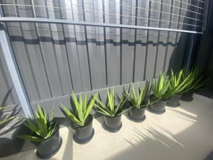 Yucca plants - $10 each