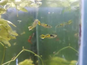 Tiger Endler guppies and female guppies