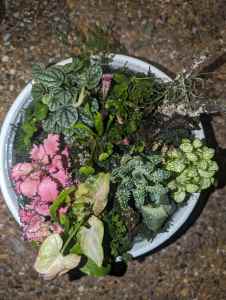 Mix Terrarium Plants(w/ Ceramic 250mm Pot)