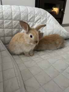 Baby mini-lop rabbits