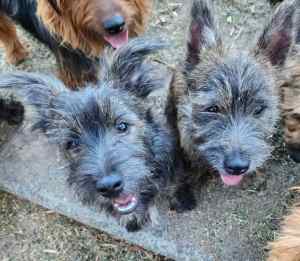 West Highland.. cross... Australian TerrierPuppies