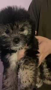 Maltese x Shih tzu puppy READY NOW, 8 weeks old