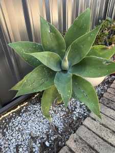 Agave plant growing in ceramic pot