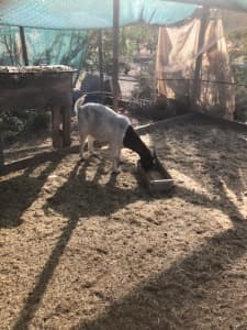 Boer Goats - females