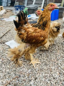 Buff and light Colombian rooster for sale
