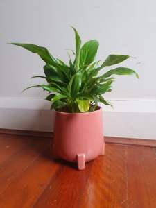 Lily Plant in Pink Planter