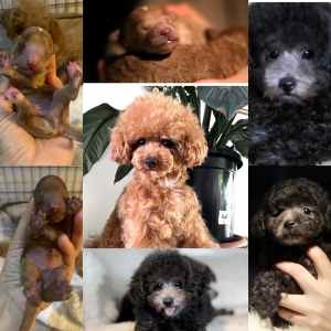 Very tiny silver poodle and tea cup red poodle for sale