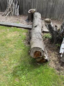 Blackwood Log