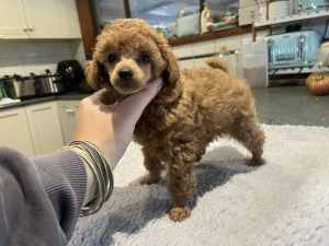 Pure bred toy poodle pup for sale ONLY 1 LEFT