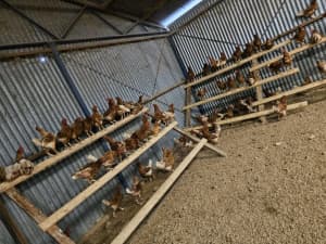 Hens for sale